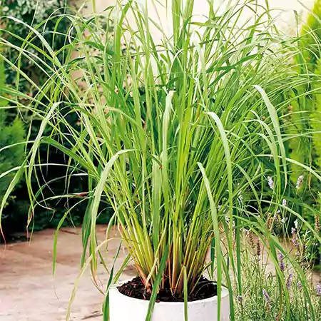Citronella