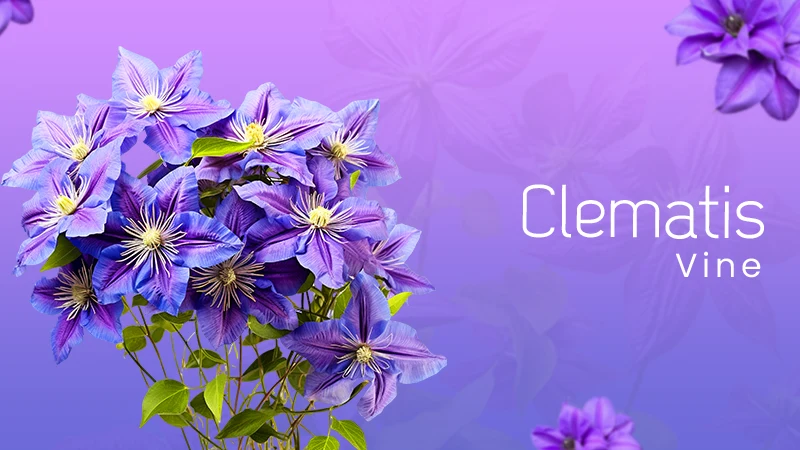 Clematis Vine