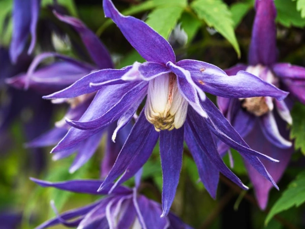 Clematis alpinaa