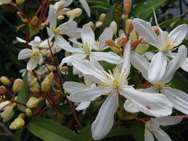 Clematis armandii