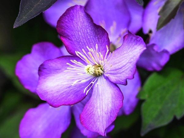 Clematis montanaa