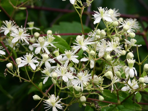Clematis virginianaa