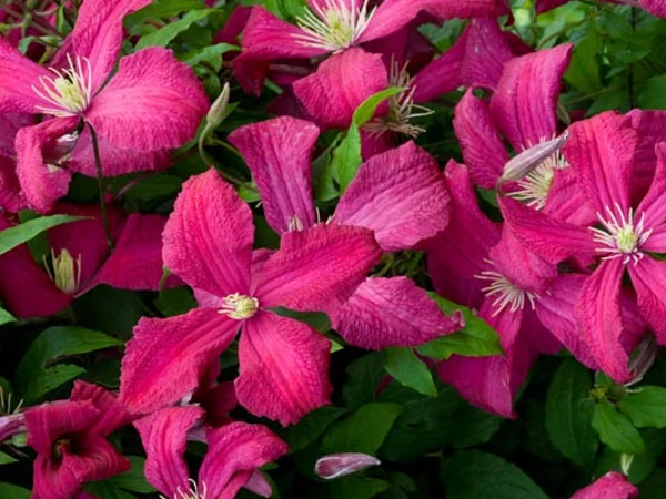 Clematis viticellaaa