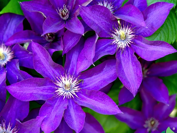 Clematis ‘ The Presidenttt