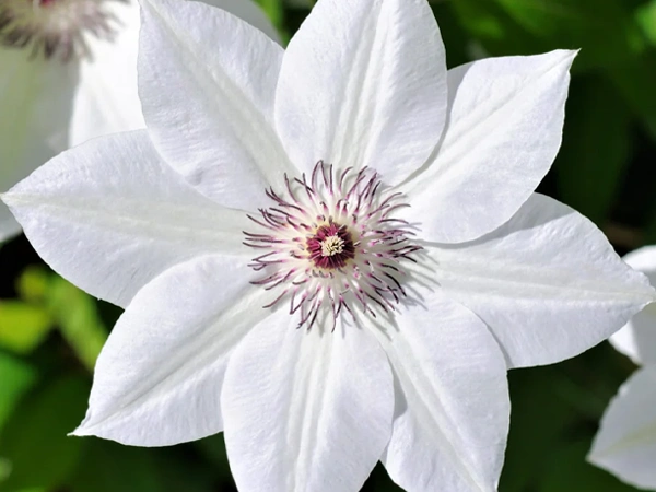 Clematis ‘Henryii