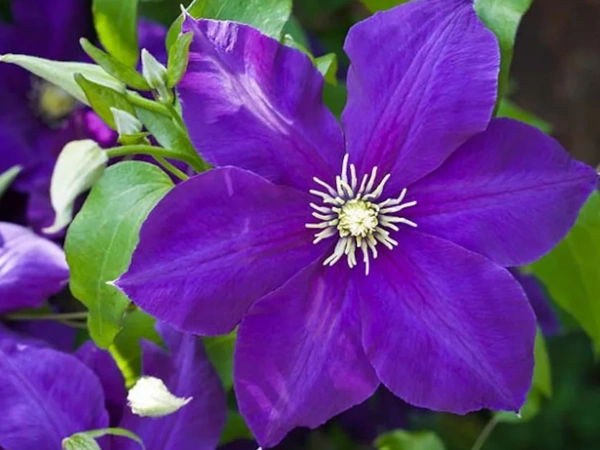 Clematis ‘Jackmaniiii