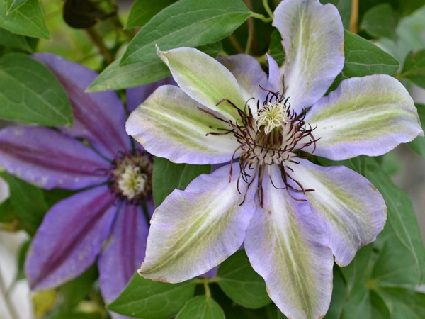 Climber Clematis at a Glance