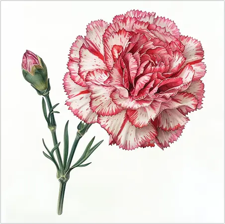 Close view of the Pink Clove petals