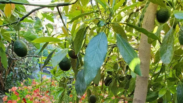 Cold-hardy Avocado zone-2