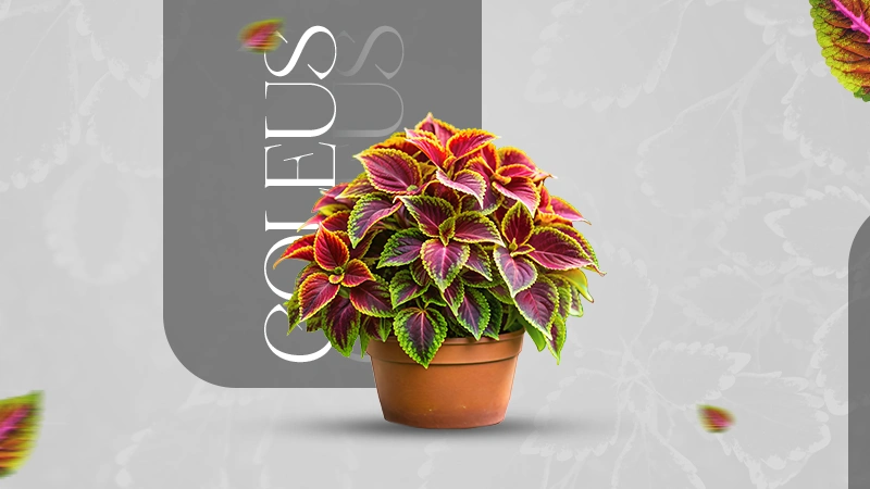 Coleus