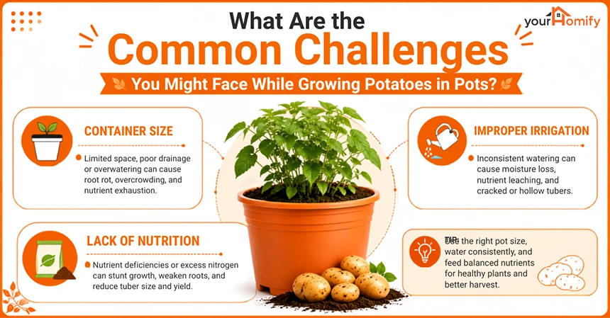 Common Challenges You Might Face While Growing Potatoes in Pots