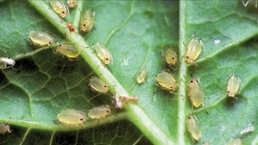 Common Scab