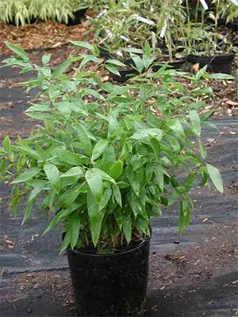 Container plant
