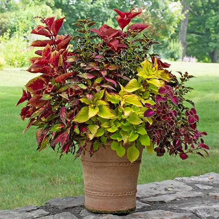 Container planting