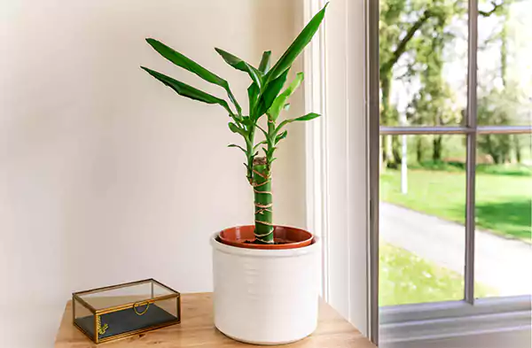 Corn Plant