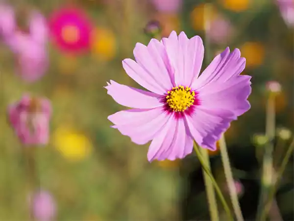 Cosmos Image