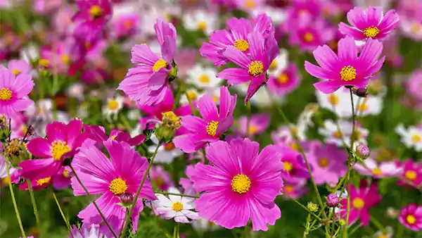 Cosmos