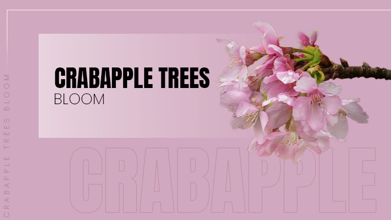 Crabapple Trees Bloom