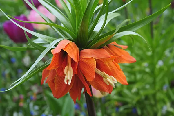 Crown Imperial