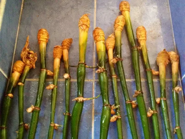 Cut culms