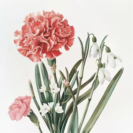 D. caryophyllus