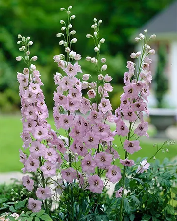 Delphinium