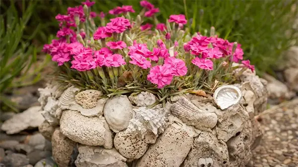 Dianthus in rock garden settings