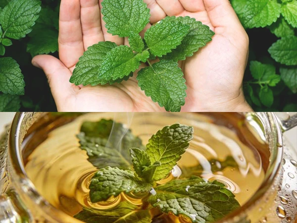 Different Forms of Peppermint Mint Plant Usee