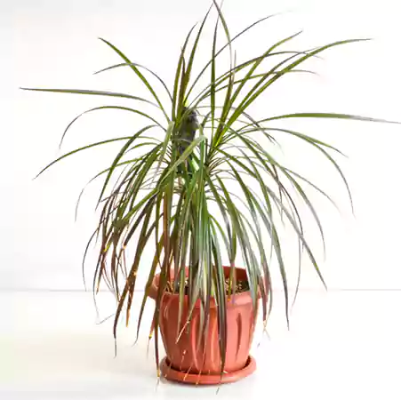 Dragon Tree