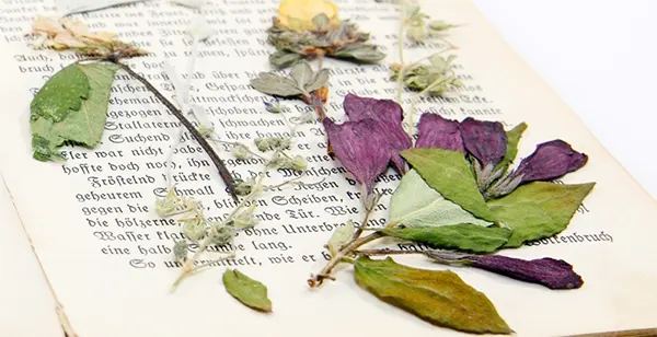 Dried Flowers