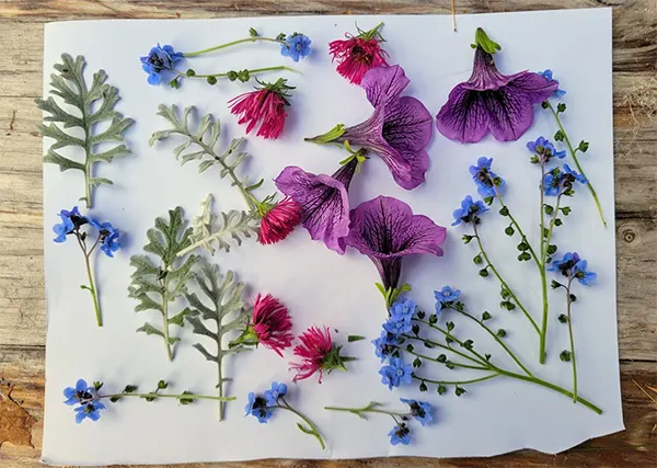 Drying Flowers