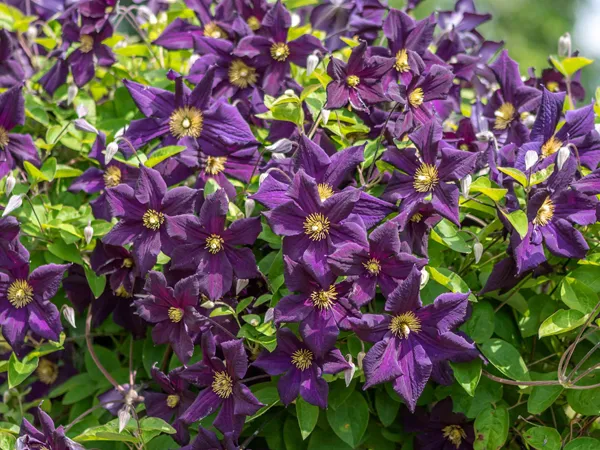 Essential Clematis Plant Care