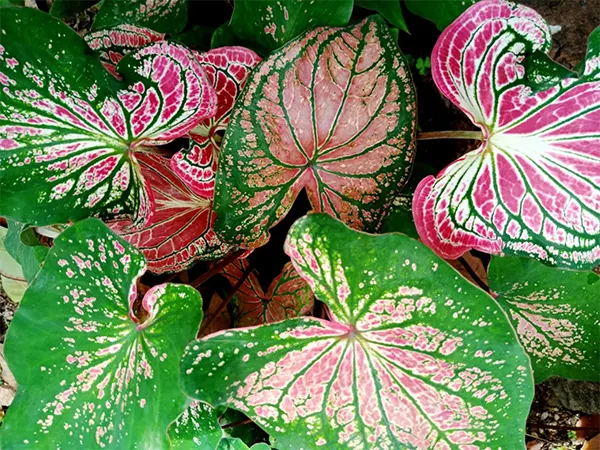 Fancy Leaf Caladium