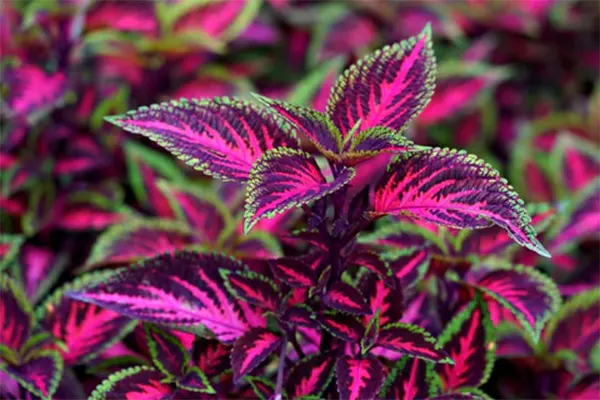 Flame Nettle