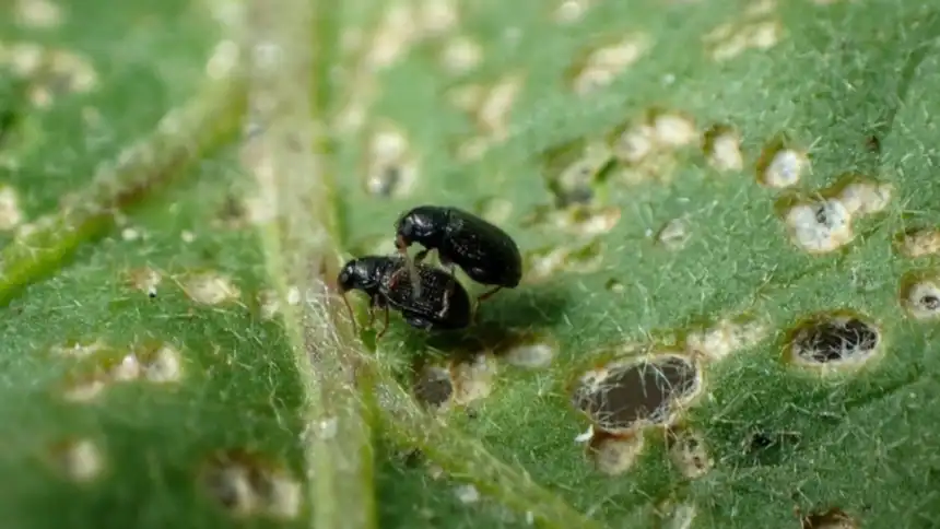 Flea Beetles