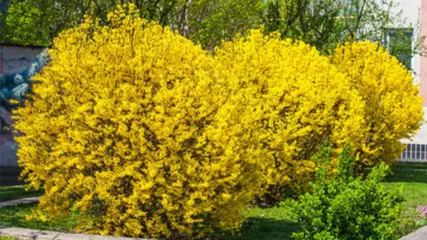 Forsythia