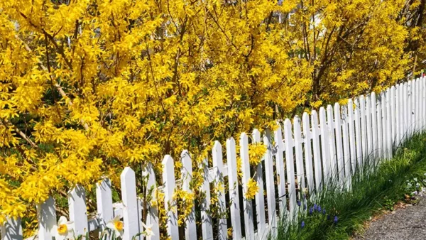 Forsythia