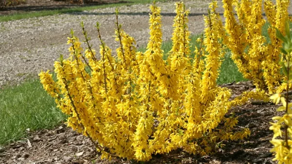 Forsythia