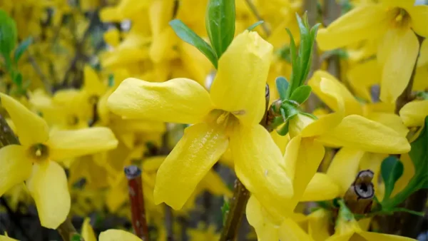 Forsythia