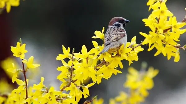 Forsythia