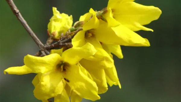 Forsythia