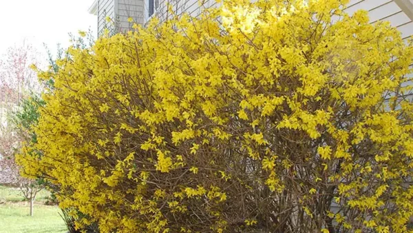 Forsythia