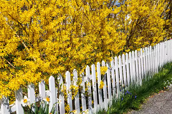 Forsythias