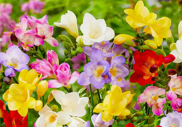 Freesias