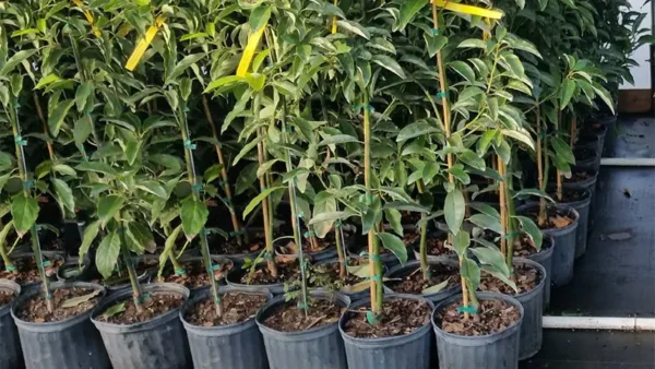 Frost-resistant P.americana trees