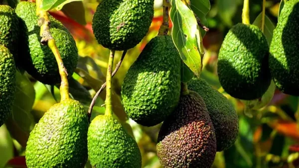 Fruits ready for harvest