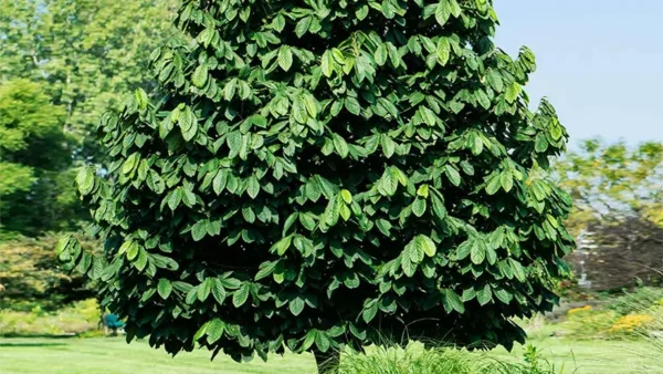 Fully grown A.triloba tree