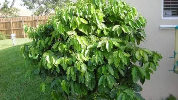 Fully-grown coffee tree