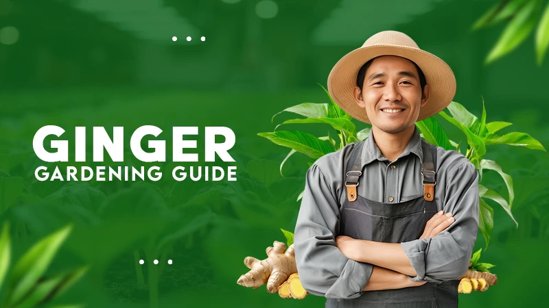 GINGER GARDENING GUIDE