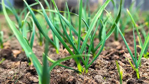 Garlic Plant Image